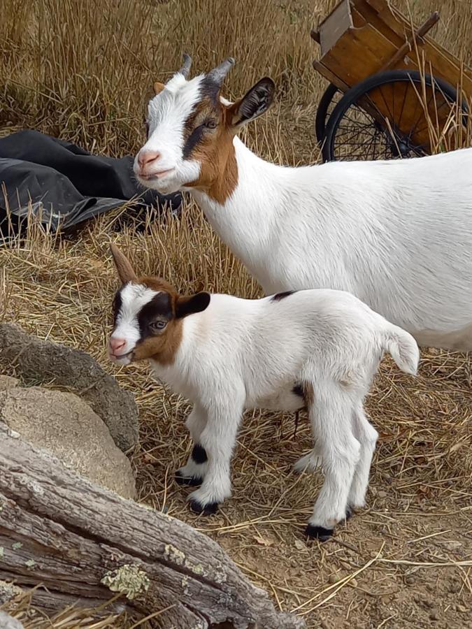 Vila Le Domaine De La Petite Chevre Ploumagoar Exteriér fotografie