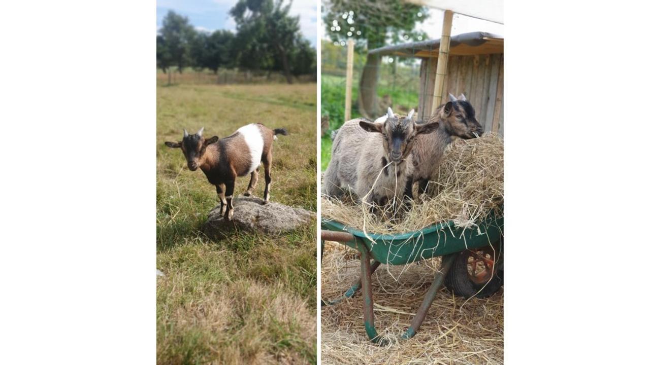 Vila Le Domaine De La Petite Chevre Ploumagoar Exteriér fotografie